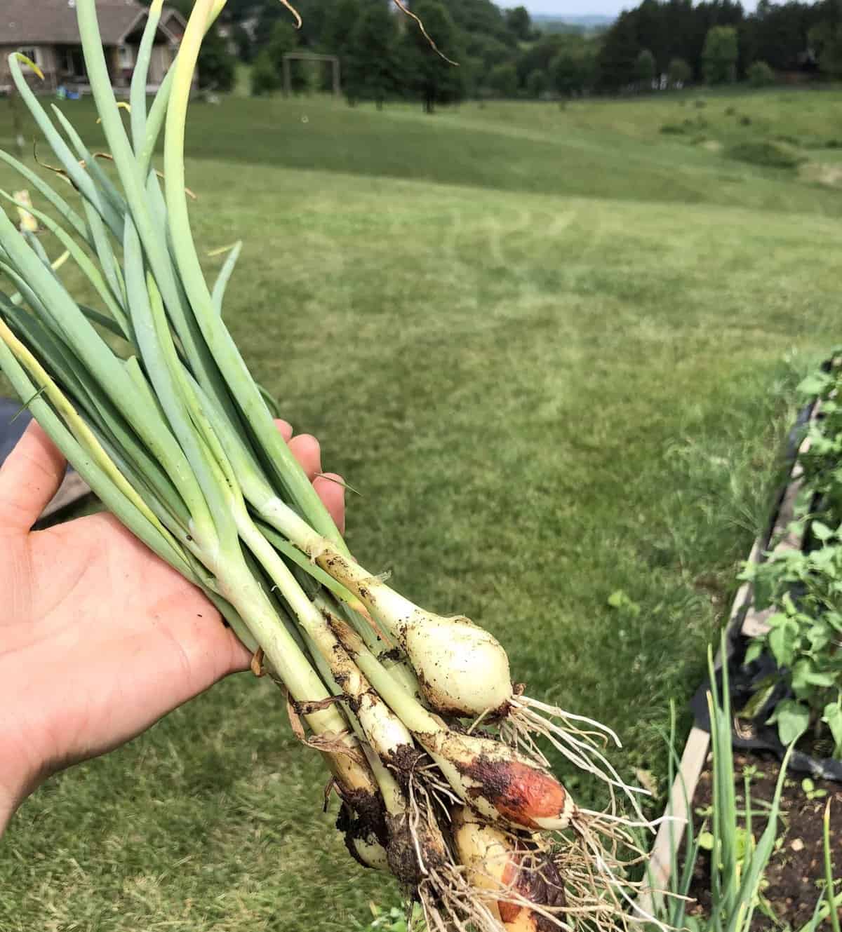 How To Harvest Green Onions - Hushy Homemade